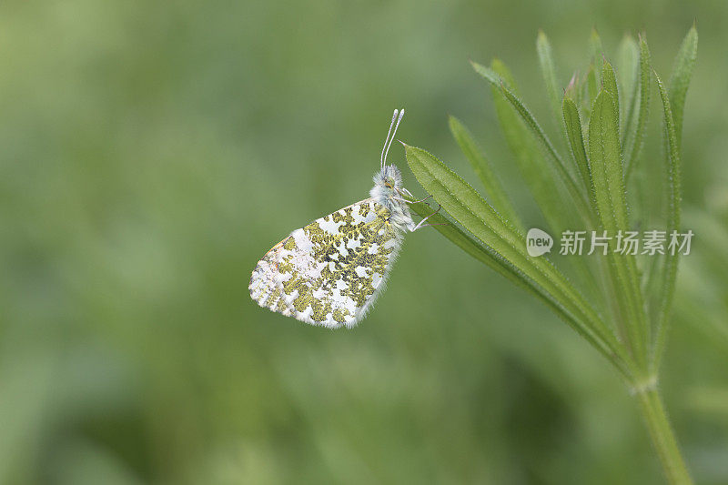 桔头蝴蝶(Anthocharis cardamines)